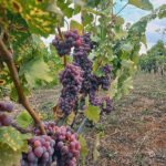 winery ohrid
