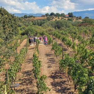 winery ohrid