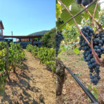 winery ohrid